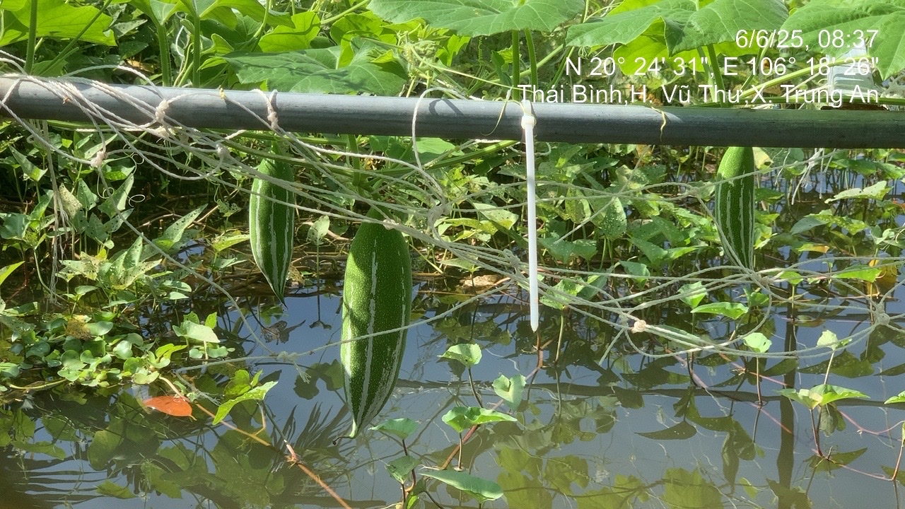 Một vùng quê nông nghiệp Thái Bình vươn lên!